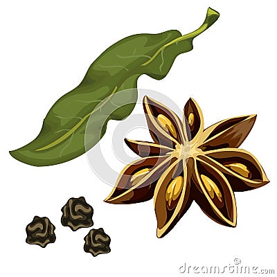 Seasoning star anise, leaf and dry grains. Vector Cartoon Illustration