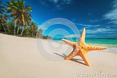 Seastar or sea starfish standing on the beach Stock Photo