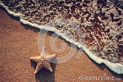 Seastar or sea starfish standing on the beach and ocean waves Stock Photo
