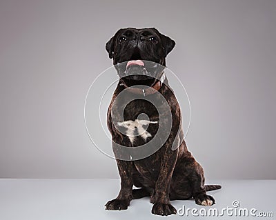 Seated black boxer wearing a brown collar and panting Stock Photo