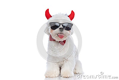 Seated happy bichon dog sticking out his tongue Stock Photo