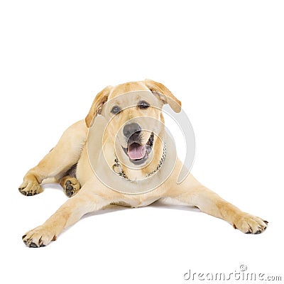 Seated labrador retriever Stock Photo