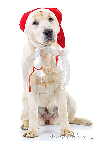 Seated labrador retriever dog wearing santa claus hat Stock Photo