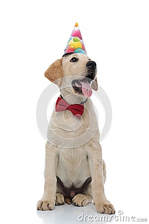 Seated labrador retriever wearing party hat looks to side Stock Photo