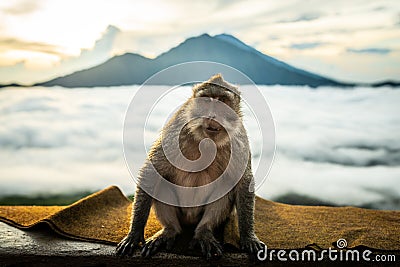 Seated monkey posing for photo on a sea of clouds background Stock Photo