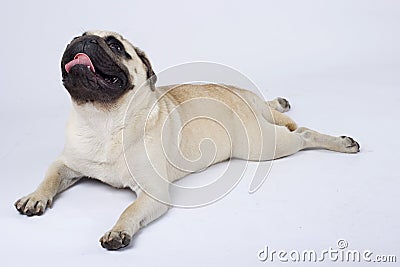 Seated mops with mouth open Stock Photo