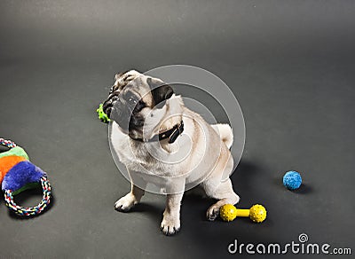 Seated mops puppy looking away Stock Photo