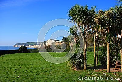 Seaton Palm Trees Stock Photo