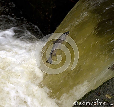 Seatrout Leaping Stock Photo