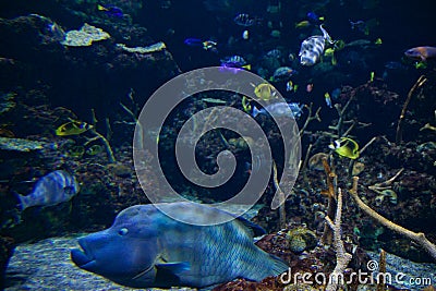 SEATTLE, WASHINGTON, USA - JAN 25th, 2017: Exotic coral fish in marine aquarium on blue background Stock Photo