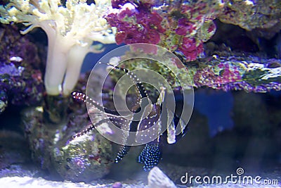 SEATTLE, WASHINGTON, USA - JAN 25th, 2017: Exotic coral fish in marine aquarium on blue background Stock Photo