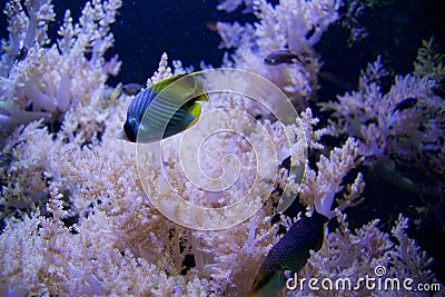 SEATTLE, WASHINGTON, USA - JAN 25th, 2017: Exotic coral fish in marine aquarium on blue background Stock Photo