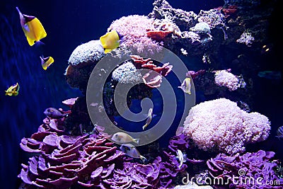 SEATTLE, WASHINGTON, USA - JAN 25th, 2017: Exotic coral fish in marine aquarium on blue background Stock Photo