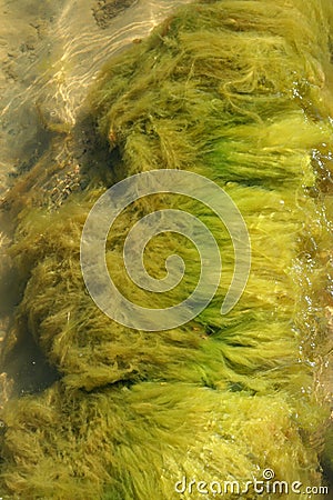 Seaweed Stock Photo