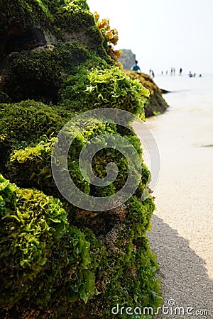 Seaweed attached to coral rocks Stock Photo
