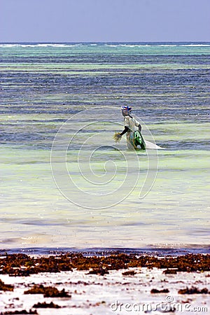 And seaweed the blue lagoon relax of zanzibar africa Editorial Stock Photo