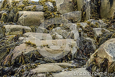 Seaweed covered rocks in Nova Scotia Stock Photo