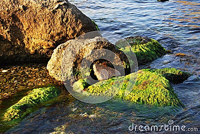 Seaweed-covered stones. Stock Photo