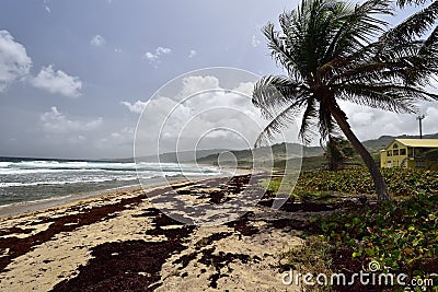 The seaweed-covered Walkers Beach in the east-north side of Barbados island Stock Photo