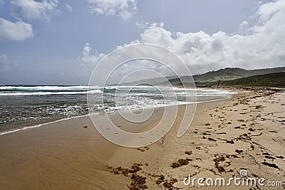 The seaweed-covered Walkers Beach in the east-north side of Barbados island Stock Photo