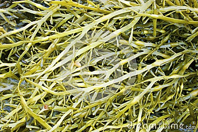 Seaweed of family a fucus (Fucaceae) Stock Photo
