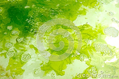 Seaweed farm Stock Photo