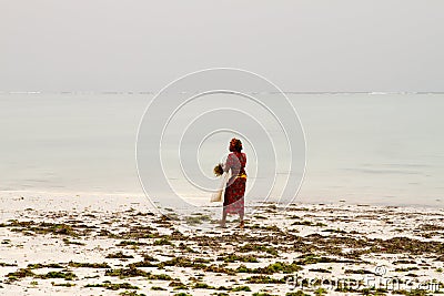 Seaweed farmers in the blue water off the white beach in Zanzibar Editorial Stock Photo