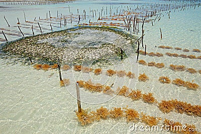 Seaweed farming Stock Photo