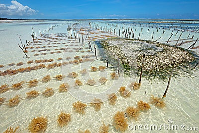 Seaweed farming Stock Photo