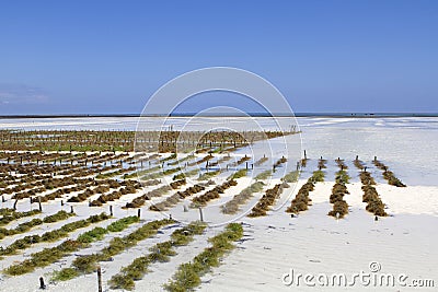 Seaweed farming in paje, Zanzibar. Stock Photo