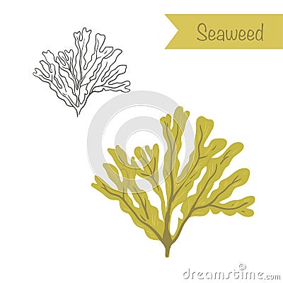 Seaweed Stock Photo