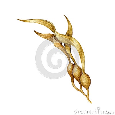 Seaweed laminaria watercolor illustration. Hand drawn kelp underwater organic vegan plant. Fresh seaweed branch with leaves elemen Cartoon Illustration