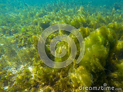 Seaweed on marine plants, underwater photo of tropical seashore. Mossy plant on coral reef. Phytoplankton undersea Stock Photo