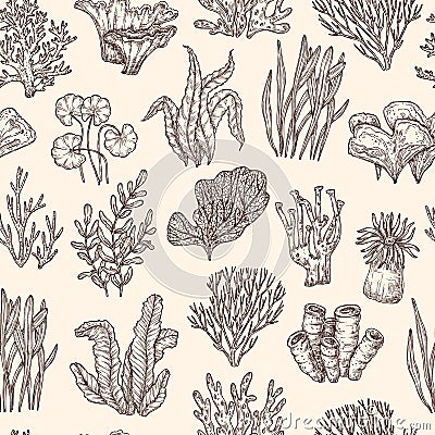 Seaweed pattern. Underwater life, seaweeds coral nautical background. Sketch ocean plants, vintage marine kelp exact Vector Illustration