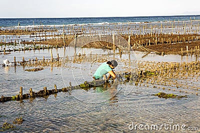 Seaweed plantations, Nusa Penida, Indonesia Editorial Stock Photo