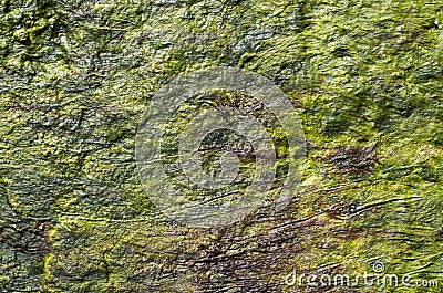 Seaweed on a rock in the sea closeup Stock Photo