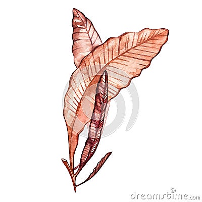 Seaweed sea life object isolated on white background. Watercolor hand drawn painted illustration. Underwater watercolor Cartoon Illustration