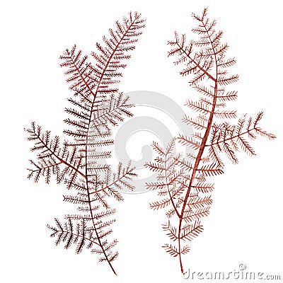 Seaweed sea life object isolated on white background. Watercolor hand drawn painted illustration. Underwater watercolor Cartoon Illustration