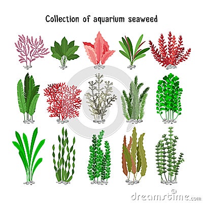 Seaweed set illustration. Yellow and brown, red green aquarium seaweeds biodiversity isolated on white Cartoon Illustration