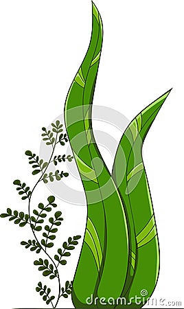 Seaweed Vector Illustration