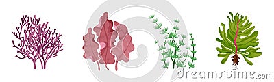 Seaweed. Underwater flora collection. Natural green and red seaweeds, aquarium algae, sea ocean and river exotic leaves, creative Vector Illustration