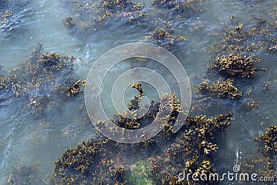 Seaweed vegetation Stock Photo
