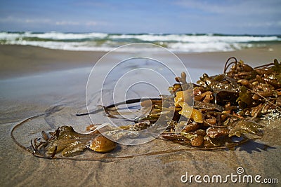 Seaweed in the waterline Stock Photo