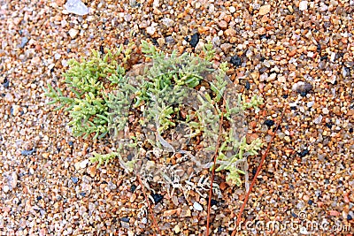 Seaweed or wrack Stock Photo