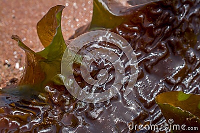 Seaweeds on the beach Stock Photo