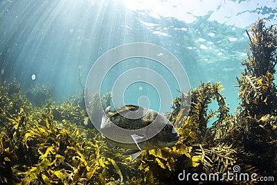 Brown Algae Seaweed and Snapper fish, NZ Stock Photo