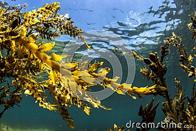 Brown Algae Seaweed, NZ Stock Photo