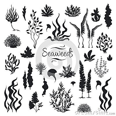 Seaweeds silhouettes. Underwater coral reef, hand drawn sea kelp plant, isolated marine weeds. Vector sketch aquarium Vector Illustration