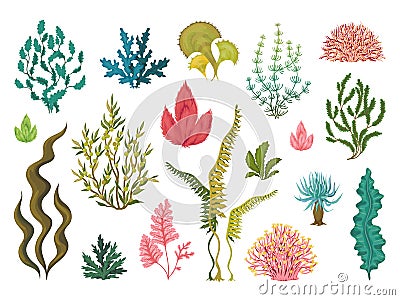 Seaweeds. Underwater ocean plants, sea coral elements, hand drawn ocean flourish algae, cartoon decorative drawing Vector Illustration