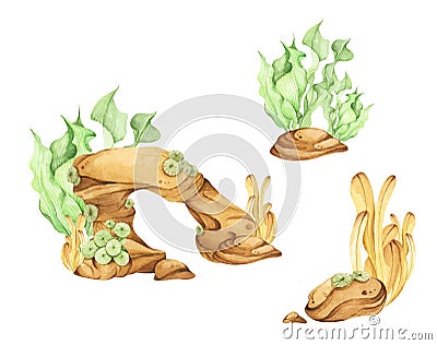 Seaweeds. Underwater ocean plants, sea coral elements. Watercolor illustration Cartoon Illustration